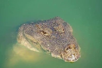 Cá sấu ăn chay 75 tuổi qua đời