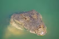 Cá sấu ăn chay 75 tuổi qua đời