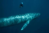 ADN bí ẩn tìm thấy ở cá voi xanh, hé lộ sự thật bất ngờ