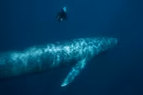 ADN bí ẩn tìm thấy ở cá voi xanh, hé lộ sự thật bất ngờ