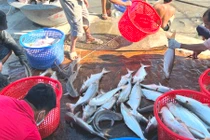 Nuôi cá dứa, nông dân vùng Cần Giờ nhà nào cũng giàu