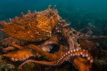 Bí ẩn về loài bạch tuộc chỉ sinh sản một lần 