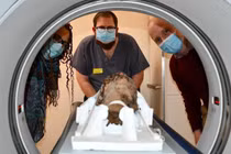 Dọn gác mái, phát hiện chiếc đầu người 2.000 năm vẫn nguyên vẹn