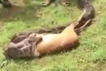 Video: Trăn khổng lồ nuốt chửng nai với tốc độ chóng mặt
