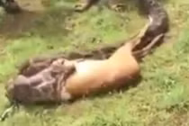 Video: Trăn khổng lồ nuốt chửng nai với tốc độ chóng mặt