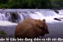 Cuộc thi gấu béo nhất ở Mỹ