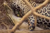 Báo đốm đoạt mạng cá sấu trong chớp mắt