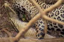 Báo đốm đoạt mạng cá sấu trong chớp mắt