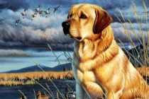  3 con giáp gặp hạn đi đường, coi chừng mất tiền hại thân