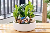 Cây kim tiền hợp với người mệnh nào nhất? 