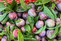 Mận Tam Hoa trên “cao nguyên trắng” Bắc Hà