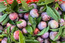 Mận Tam Hoa trên “cao nguyên trắng” Bắc Hà