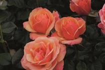 Ngắm những loài hoa hồng đẹp nhất trên thế giới 