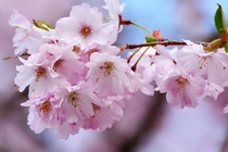 Tuần mới từ 6/2, 3 con giáp có vận đỏ như son