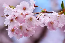 Tuần mới từ 6/2, 3 con giáp có vận đỏ như son