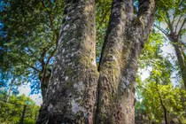 Loại gỗ siêu hiếm, triệu cây mới có một ở Việt Nam