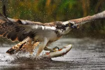 Cận cảnh màn bắt cá ngoạn mục của đại bàng 