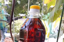 Ủ vại nước mắm 3 năm, rút nước cốt bán cho dân sành