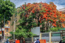 Hoa phượng bung nở rực rỡ ở Đà Nẵng