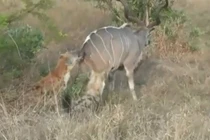 2 con linh cẩu hạ linh dương vằn Kudu to lớn 