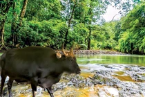 Năm Tân Sửu, kể chuyện tình bò tót