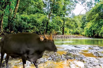 Năm Tân Sửu, kể chuyện tình bò tót