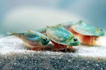 Hóa thạch sống tôm khủng long ba mắt gây ra một "cơn sốt" 