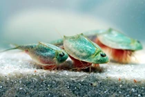 Hóa thạch sống tôm khủng long ba mắt gây ra một "cơn sốt" 