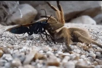 10 loài nhỏ bé sở hữu khả năng săn mồi 