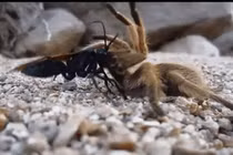 10 loài nhỏ bé sở hữu khả năng săn mồi 