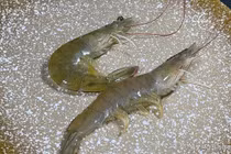 Mua tôm nên chọn tôm thẳng hay tôm cong? 