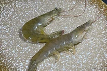 Mua tôm nên chọn tôm thẳng hay tôm cong? 