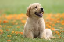 3 tuổi 2023 hết nghèo, 2024 hứng lộc, 2025 giàu to 