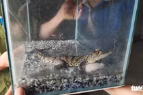Con trai đòi nuôi cá sấu, mẹ vội vàng làm một điều