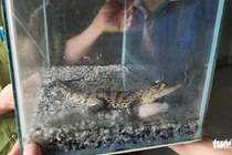 Con trai đòi nuôi cá sấu, mẹ vội vàng làm một điều