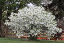 Cây cảnh cát tường, ngàn năm như tuyết, chiêu phúc lành đến nhà