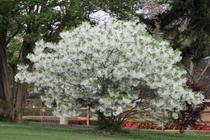 Cây cảnh cát tường, ngàn năm như tuyết, chiêu phúc lành đến nhà