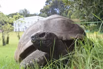 Cụ rùa già nhất thế giới đón sinh nhật thứ 190