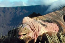 Ecuador: Phát hiện đàn con mới nở của kỳ nhông hồng cực quý hiếm