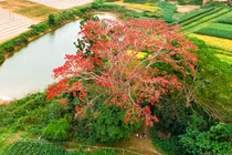 Ngắm cây hoa gạo nở đỏ rực giữa bãi bồi sông Vu Gia