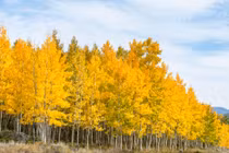 Điểm mặt 5 cây cổ thụ có tuổi thọ lâu đời nhất trên thế giới