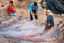 Khủng long lớn nhất thế giới "trỗi dậy" trong vườn nhà