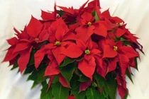 4 loài cây hợp với người mệnh Hỏa: Tích tài lộc, tỏa vượng khí, mang lại may mắn trong kinh doanh