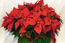 4 loài cây hợp với người mệnh Hỏa: Tích tài lộc, tỏa vượng khí, mang lại may mắn trong kinh doanh