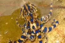 Loài bạch tuộc có vẻ ngoài bắt mắt nhưng cực độc