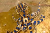 Loài bạch tuộc có vẻ ngoài bắt mắt nhưng cực độc