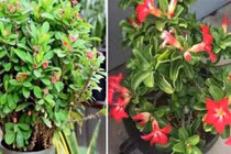 4 loại hoa 'xui xẻo' nhất định đừng nuôi trong nhà 