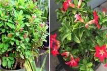 4 loại hoa 'xui xẻo' nhất định đừng nuôi trong nhà 