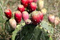 Quả dại Việt Nam tưởng không ăn được, sang châu Phi thành cao cấp