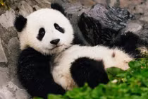 Loài động vật ngay cả sư tử cũng không dám động tới